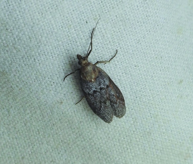 Phycitinae