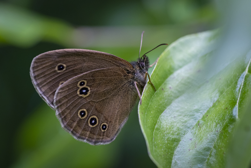 Aphantopus hyperanthus - közönséges ökörszemlepke