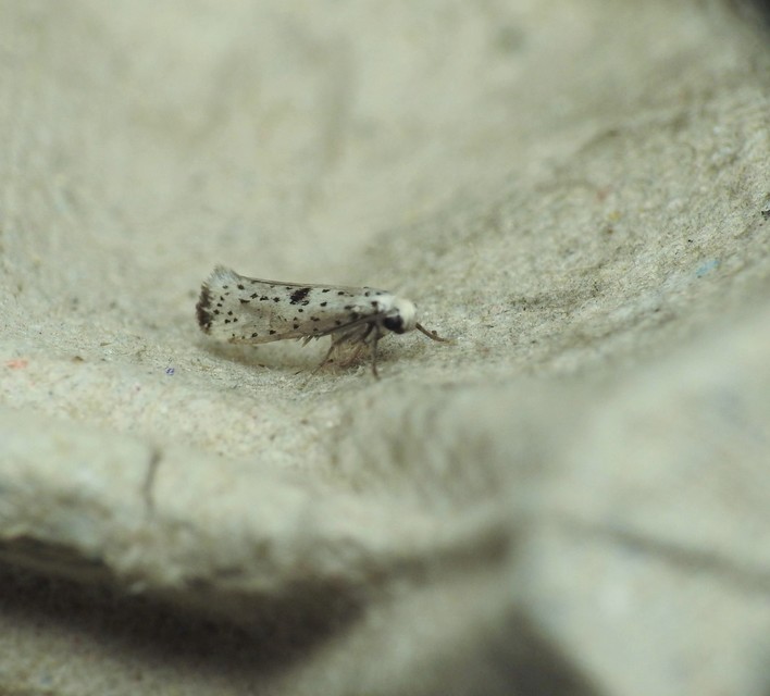 Yponomeuta plumbella - pókhálós bengemoly