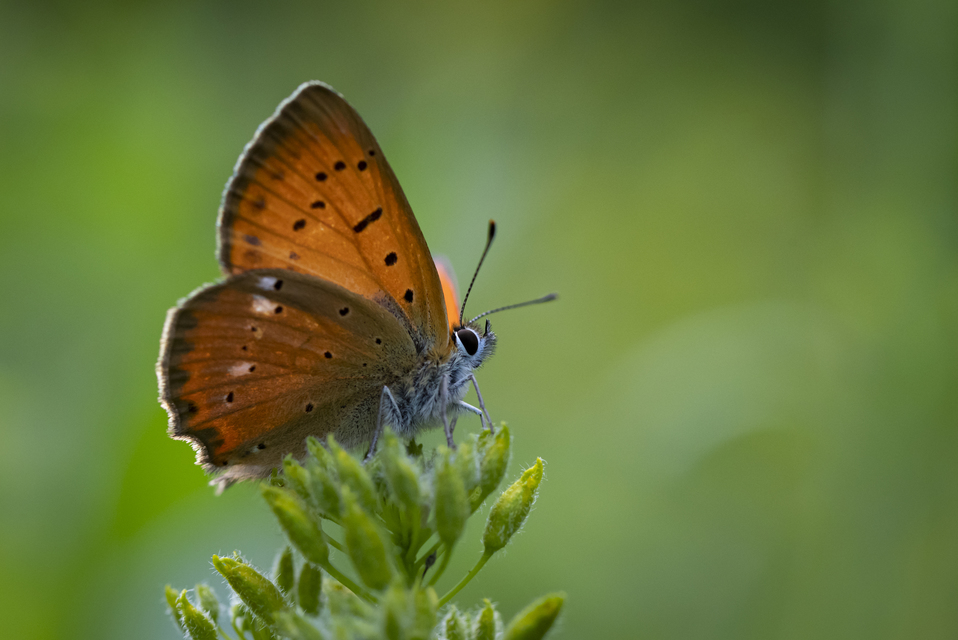 Lycaena virgaureae - arany-tűzlepke