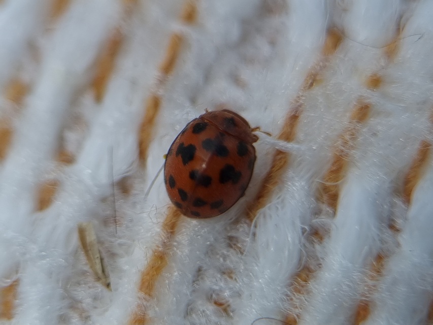Subcoccinella vigintiquatuorpunctata - lucernaböde