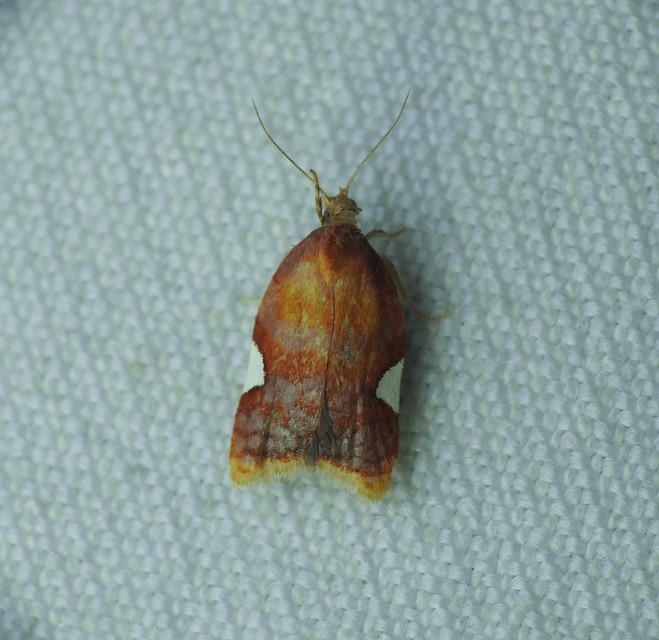 Acleris holmiana - fehérfoltos levélmoly