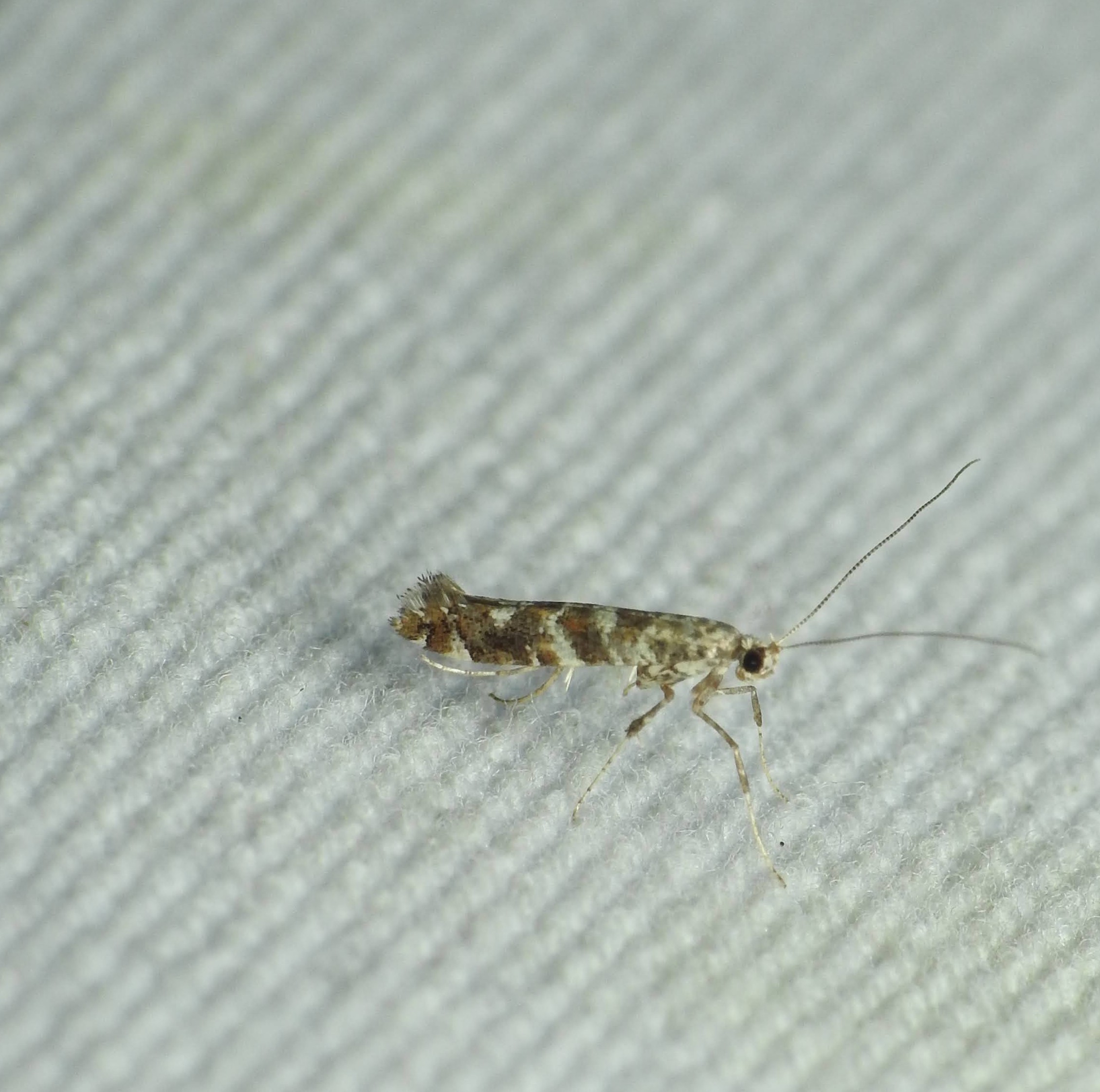 Gracillaria syringella - orgona-keskenymoly