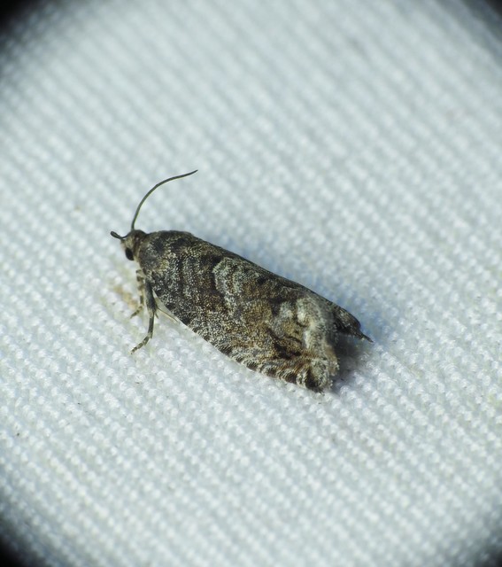 Tortricidae - sodrómolyfélék