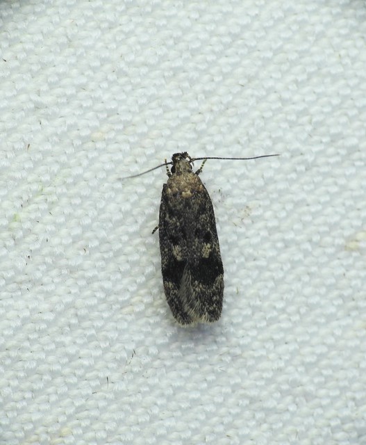Gelechiidae - sarlósajkú-molylepkefélék