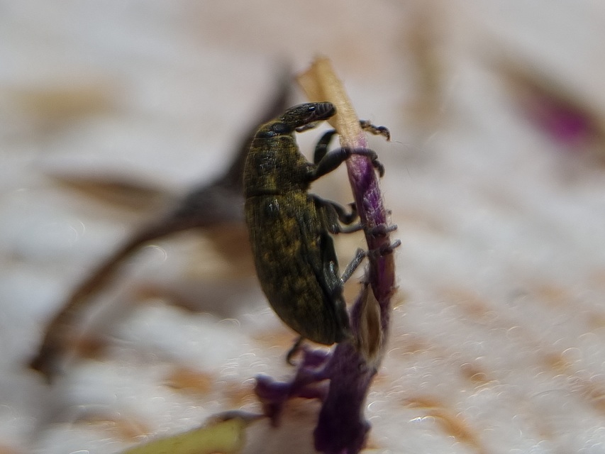 Larinus carlinae - foltos púderbarkó