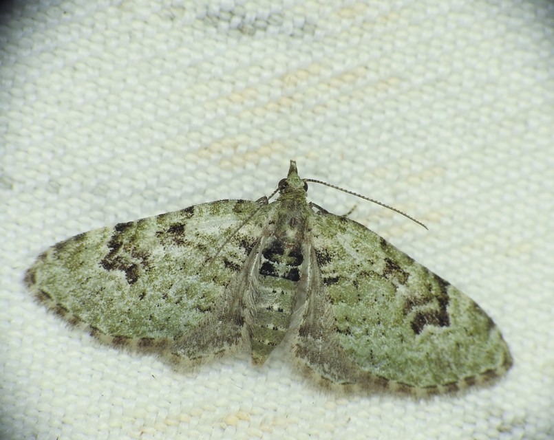 Chloroclystis v-ata - zöldes törpearaszoló