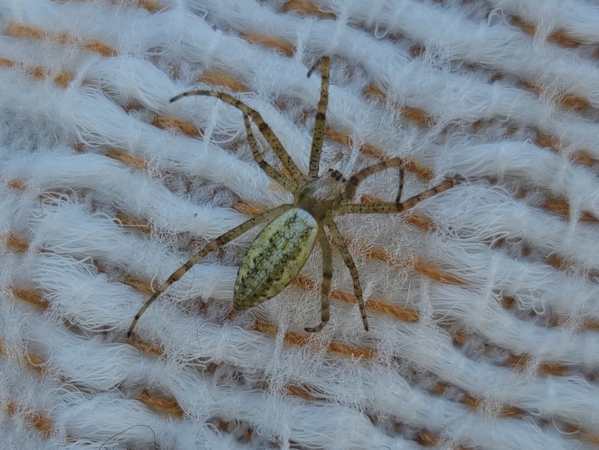 Argiope bruennichi - darázspók