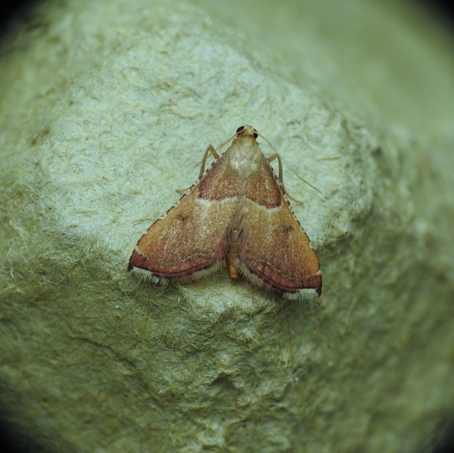 Endotricha flammealis - tüzesszárnyú fényilonca