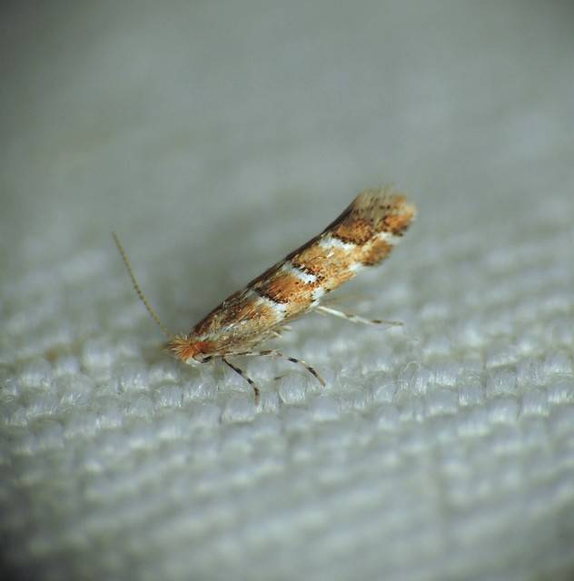 Cameraria ohridella - vadgesztenye-sátorosmoly