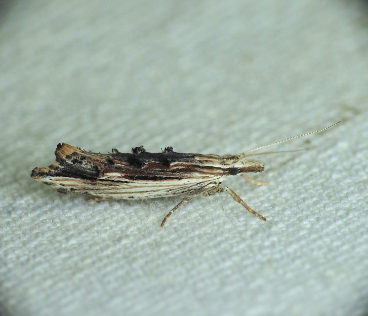 Ypsolopha scabrella - körtelevél-tarkamoly