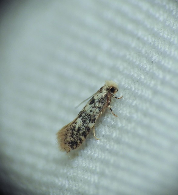 Tineidae - ruhamolyfélék