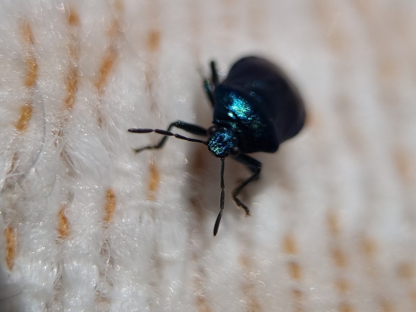 Zicrona caerulea - acélkék poloska Zicrona caerulea - acélkék poloska
