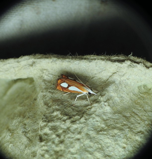 Crambinae
