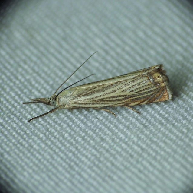 Chrysoteuchia culmella - kerti fűgyökérmoly