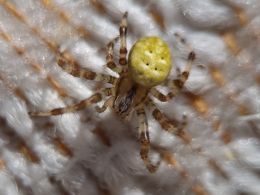 Araneus quadratus - négyes keresztespók