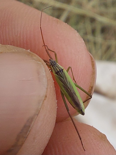 Notostira