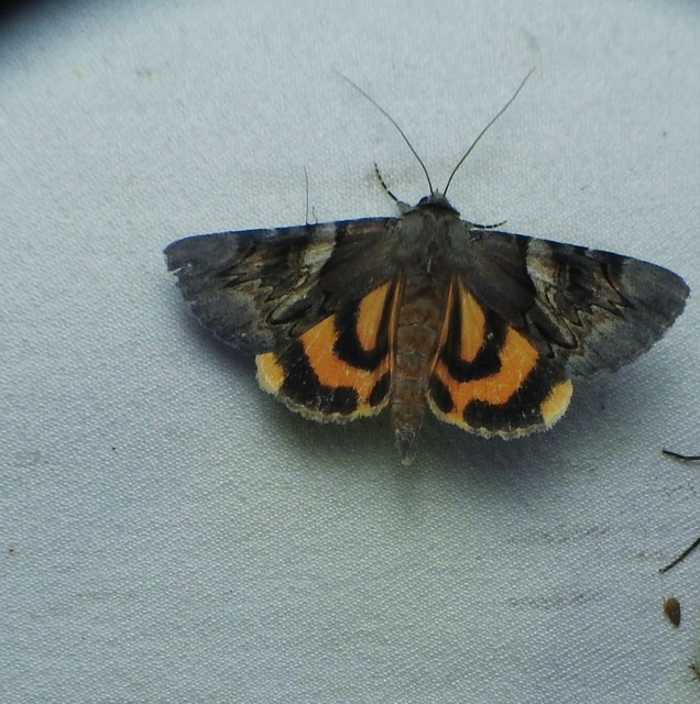 Catocala fulminea - galagonya-övesbagoly