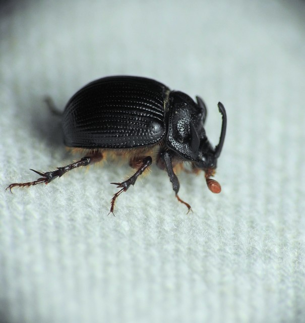 Odonteus armiger - mozgószarvú álganéjtúró