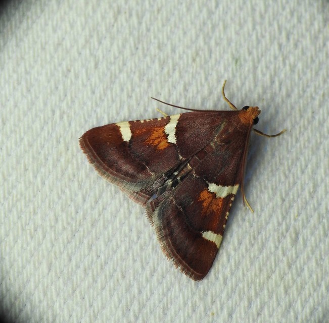 Pyralis regalis - pompás fényilonca