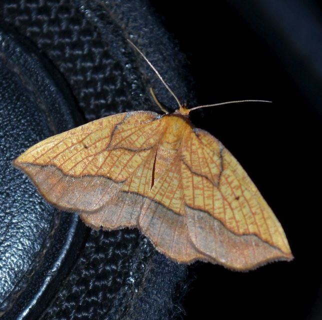 narancsszínű csücskösaraszoló - Epione repandaria