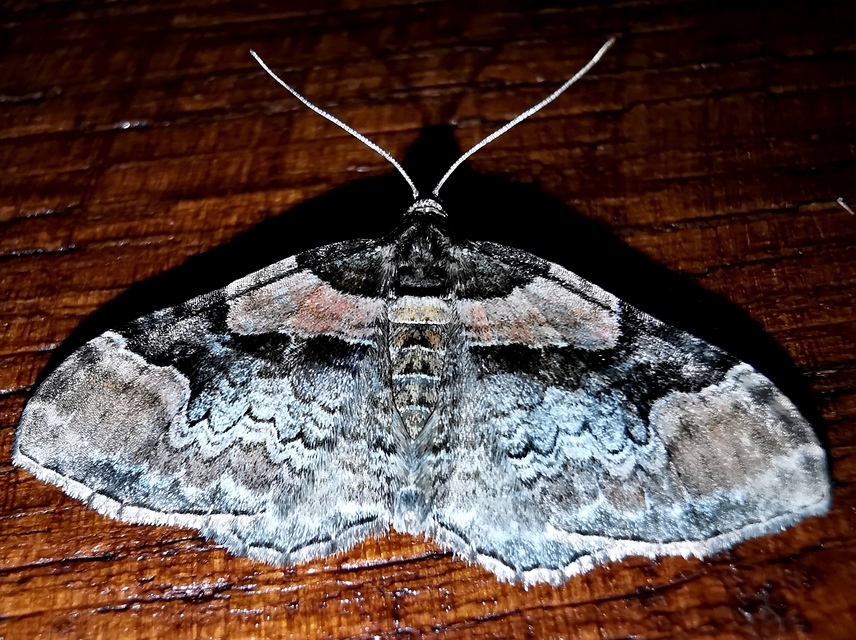 piros tarkaaraszoló - Catarhoe rubidata