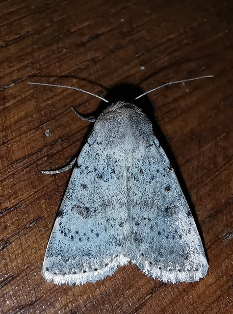 Hoplodrina respersa - bogáncs-selymesbagoly