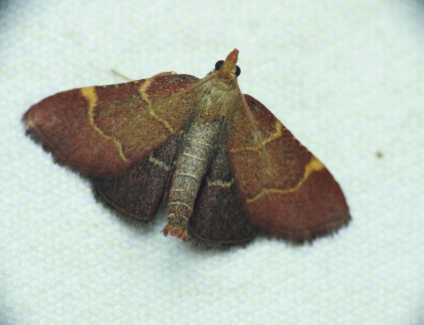 Hypsopygia