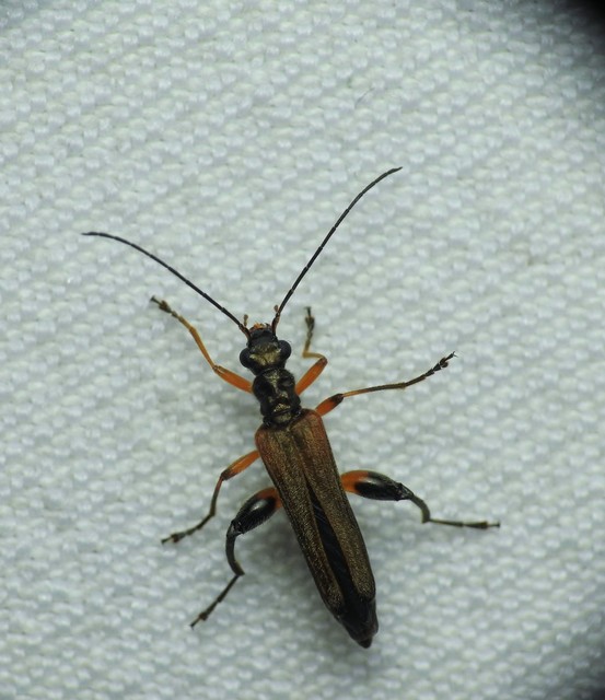 Oedemera podagrariae - székfű-álcincér