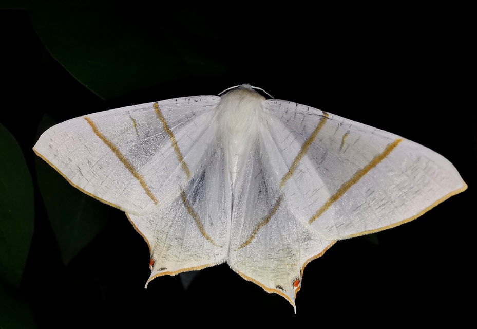 Ourapteryx sambucaria - fecskefarkú araszoló