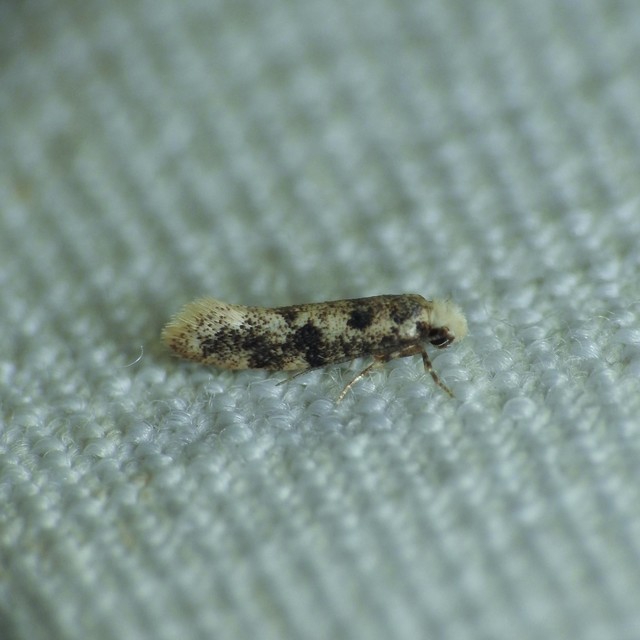 Tineidae - ruhamolyfélék