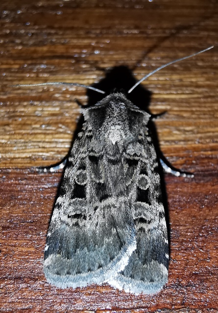 sokszögű földibagoly - Chersotis multangula