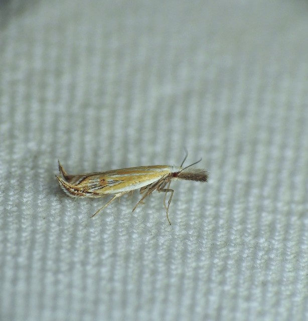 Holoscolia huebneri - sarlósszárnyú csíkosmoly