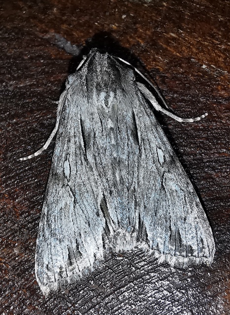 sóskaborbolya-bagoly - Auchmis detersa