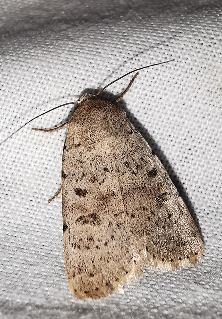 Hoplodrina respersa - bogáncs-selymesbagoly