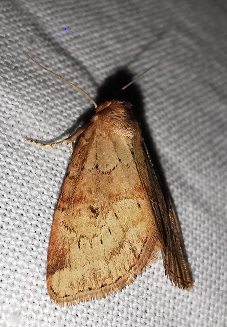 sédbúza-sásbagoly - Photedes minima