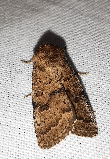 Hoplodrina octogenaria - barna selymesbagoly