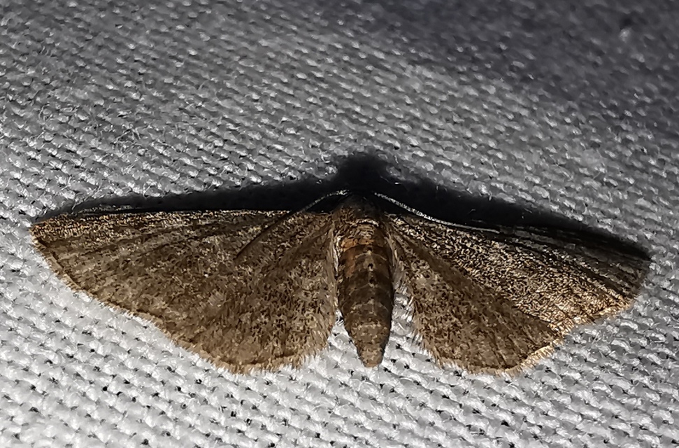 Eupithecia haworthiata - rozsdástestű törpearaszoló