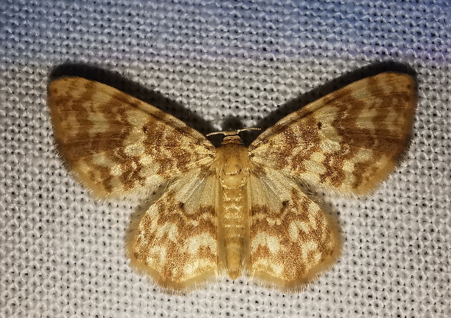 Hydrelia flammeolaria - narancssárga araszoló