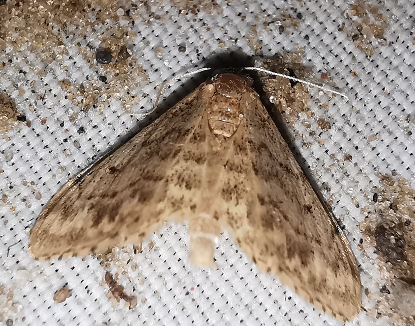 Idaea inquinata - mintás apróaraszoló