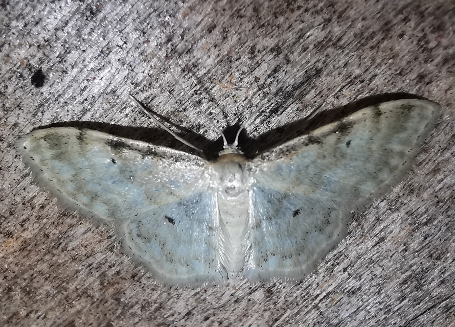 Idaea fuscovenosa - szürkeszélű apróaraszoló