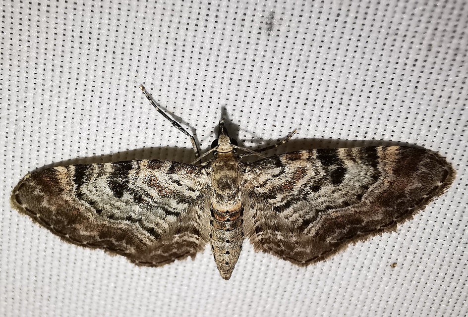 Eupithecia abietaria - nagyfoltú törpearaszoló
