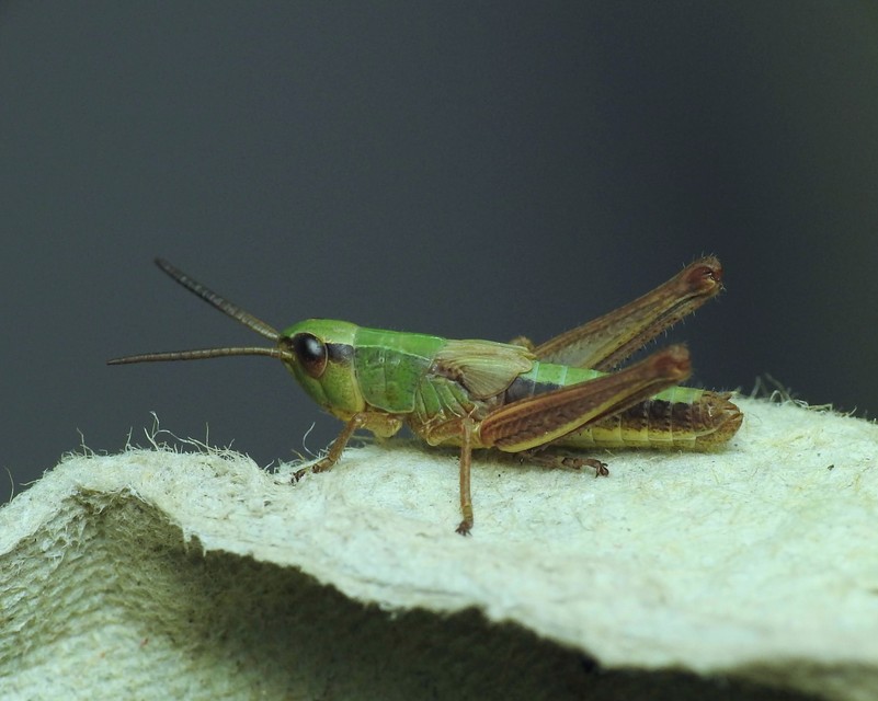 Pseudochorthippus parallelus - közönséges rétisáska