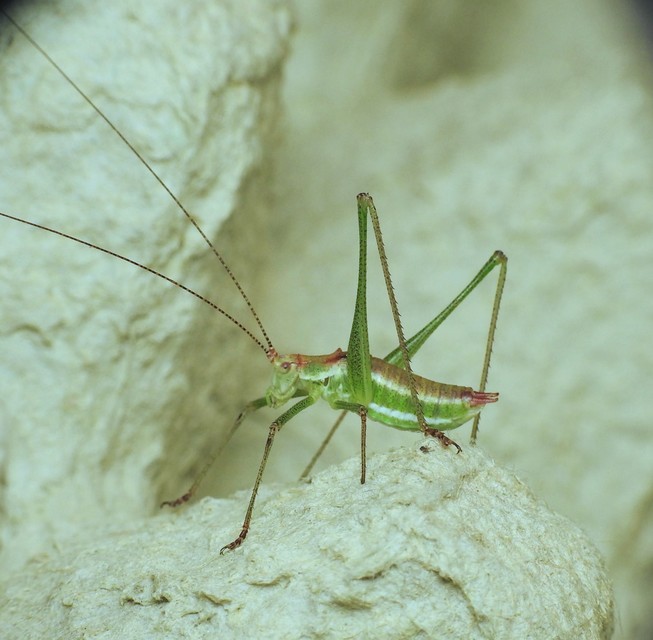 Leptophyes albovittata - közönséges virágszöcske