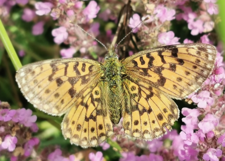 Boloria selene - fakó gyöngyházlepke