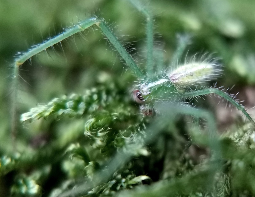Heriaeus oblongus