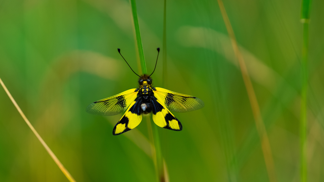 Libelloides macaronius - keleti rablópille
