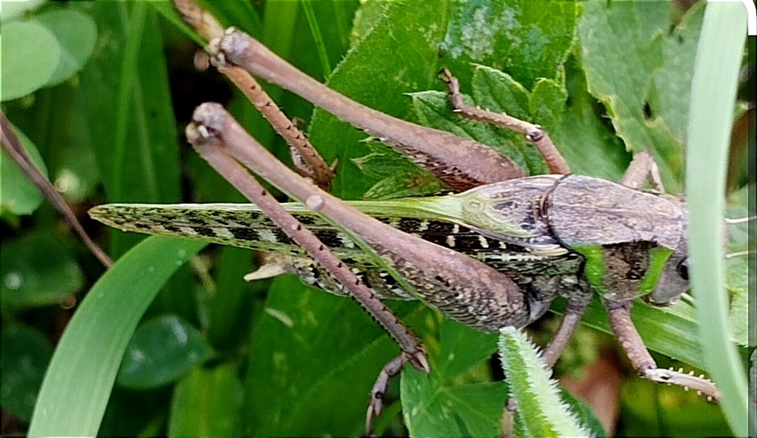 Decticus verrucivorus - szemölcsevő szöcske