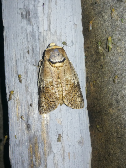 Cossus cossus - fűzfarontólepke