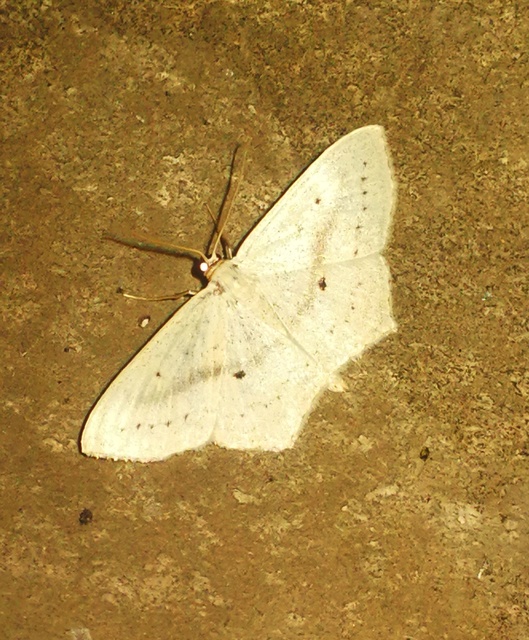 Scopula flaccidaria - alföldi sávosaraszoló